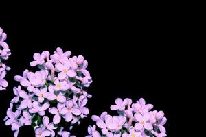 frühlingsblumen lila. Natur. lila Blume foto