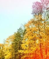 Herbstlandschaft mit leuchtend bunten Bäumen. foto