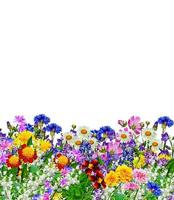 Blumen isoliert auf weißem Hintergrund foto