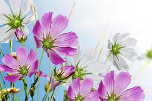 Kosmosblumen auf einem Hintergrund des blauen Himmels mit Wolken foto