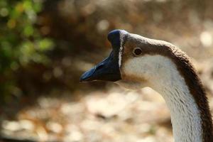 schwarzer Schwan auf dem See im Stadtpark. foto