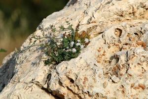 grüne pflanzen und blumen wachsen auf steinen foto