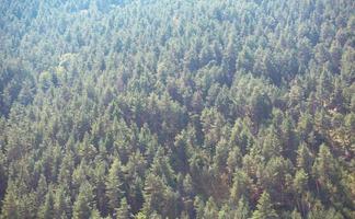 Das Muster aus dem Fichtenwald ist ein natürlicher Hintergrund aus Nadelspitzen. Holz Ressourcen foto