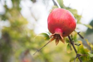 Ein reifer roter Granatapfel hängt an einem Ast eines Obstbaums. Naturkost, umweltfreundlich, Obstgarten foto