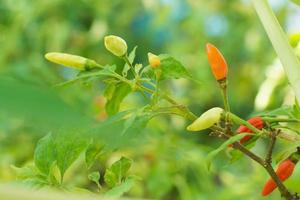 Chili am Baum im Garten foto