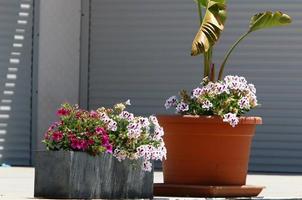 grüne pflanzen und blumen wachsen in einem blumentopf foto