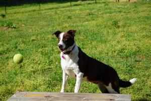 Collie-Hund, der Tennisball beobachtet foto