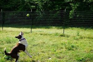 Collie-Hund, der für Spielzeug springt foto