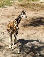 Giraffe, die im Zoo spazieren geht foto