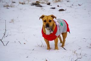 hellbrauner Dackel-Mix-Hund steht im Schnee und trägt einen Pullover foto