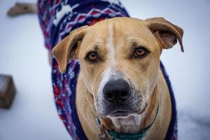 Gelber Labrador-Mix-Hund, der im Schnee steht und einen blauen Pullover trägt foto