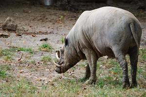 Babirusa-Schwein weidet auf Gras im Zoo foto
