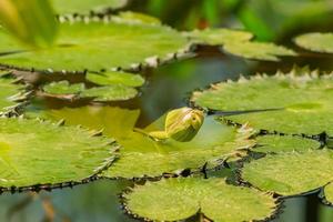 Seerosenteich im tropischen Garten, Nahaufnahme der Knospe der Seerose foto