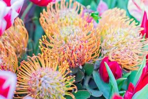 Blüte von Frühlingsblumen foto