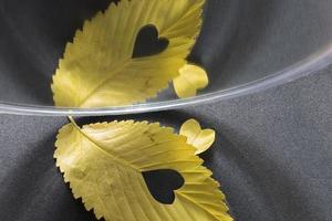 gelbes Ulmenblatt mit geschnittenem Herzen in Spiegelreflexion auf grauem Hintergrund foto