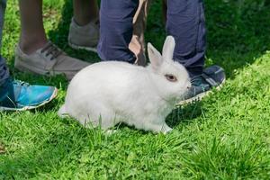 weißes kaninchen, das auf dem grünen gras unter kinderfüßen sitzt. foto