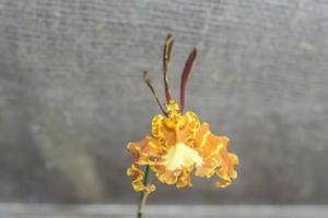 Orchidee. Phalaenopsis-Orchideenblume auf Leinwandhintergrund foto