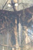 transparenter Eiszapfen, der am Baumast hängt. Weihnachtsdekoration, getönt foto