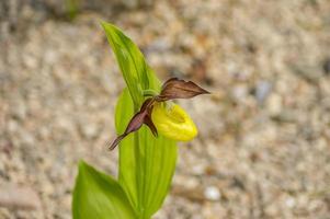 Nahaufnahme der Frauenschuh-Orchidee. Cypripedium parviflorum. foto