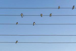 Schwarm Schwalben auf elektrischen Leitungen vor blauem Himmelshintergrund foto