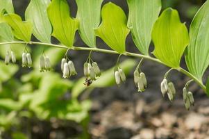 polygonatum odoratum. Zweig des blühenden eurasischen Salomonssiegels. Biene auf Blume. foto