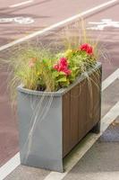 Zahlreiche leuchtende Blüten von Knollenbegonien Begonia tuberhybrida im Parkblumenbeet foto