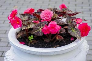 Rosafarbene Begonienblumen in weißer antiker Vase im Freien foto