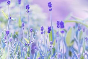 Lavendelkraut wächst im Garten foto