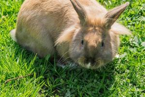 Porträt eines niedlichen braunen Kaninchens im Freien foto