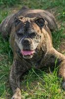 alter deutscher boxer, der draußen auf gras ruht foto