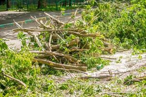 gesägter Baum nach dem Sturm foto