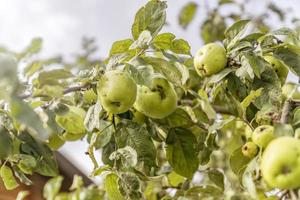 grüne Äpfel am Baum, getönt foto