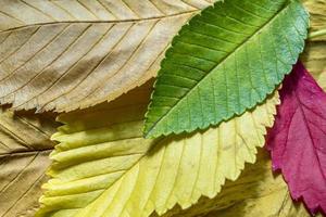 bunte Herbstblätter Hintergrundtextur foto