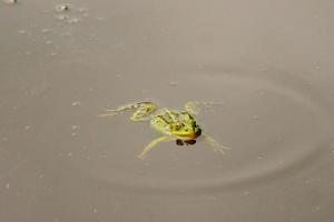 Frosch im Teich foto