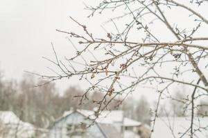 Apfelbaum im Winter foto