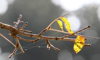 Spinnennetze - Spinnweben auf Ästen und Blättern von Bäumen in einem Stadtpark. foto
