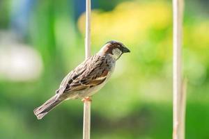 Spatzenvogel sitzt auf trockenem Ast foto