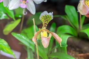 schöne blühende orchideenblume im garten foto