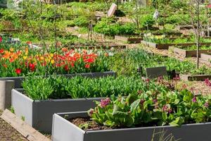 Anordnung von Pflanzen und Blumen in Gartenbeeten im Freien, rustikaler Landhausstil foto