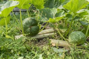 Zwei grüne Kürbisse im Garten foto