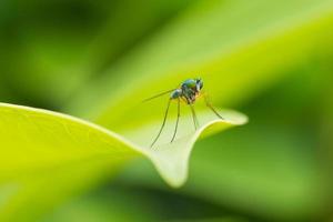 Insekten auf Blatt im grünen Hintergrund foto