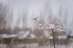 getrocknete Koniumpflanze im Winter foto