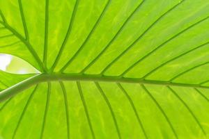 grünes blatt der tropischen pflanze alocasia odora für den hintergrund foto