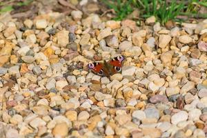 Ein Tag Pfauenaugenschmetterling, der an einem sonnigen Tag auf einer Schotterstraße sitzt foto