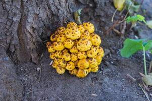 Goldener Pholiota-Pilz foto