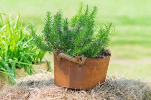 Gartendekoration - blühendes Kraut in rostigem Metalltopf im Freien foto