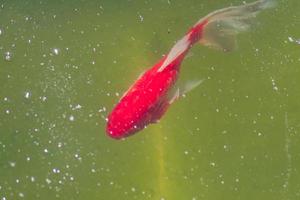 Draufsicht auf Karpfen-Coi im Teich. cyprinus carpio hautnah foto