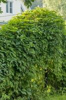 Geschlossenes Metalltor und Virginia Creeper Parthenocissus Quinquefolia bedeckte Zäune im Sommergarten. foto