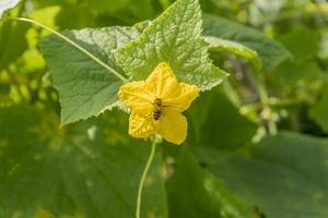 Biene sammelt Honig aus Gurkenblüten. foto