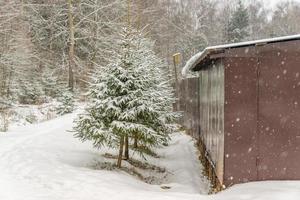 eine Reihe junger Spruses gegen metallbraunen Zaun. Landschaft im Winter foto